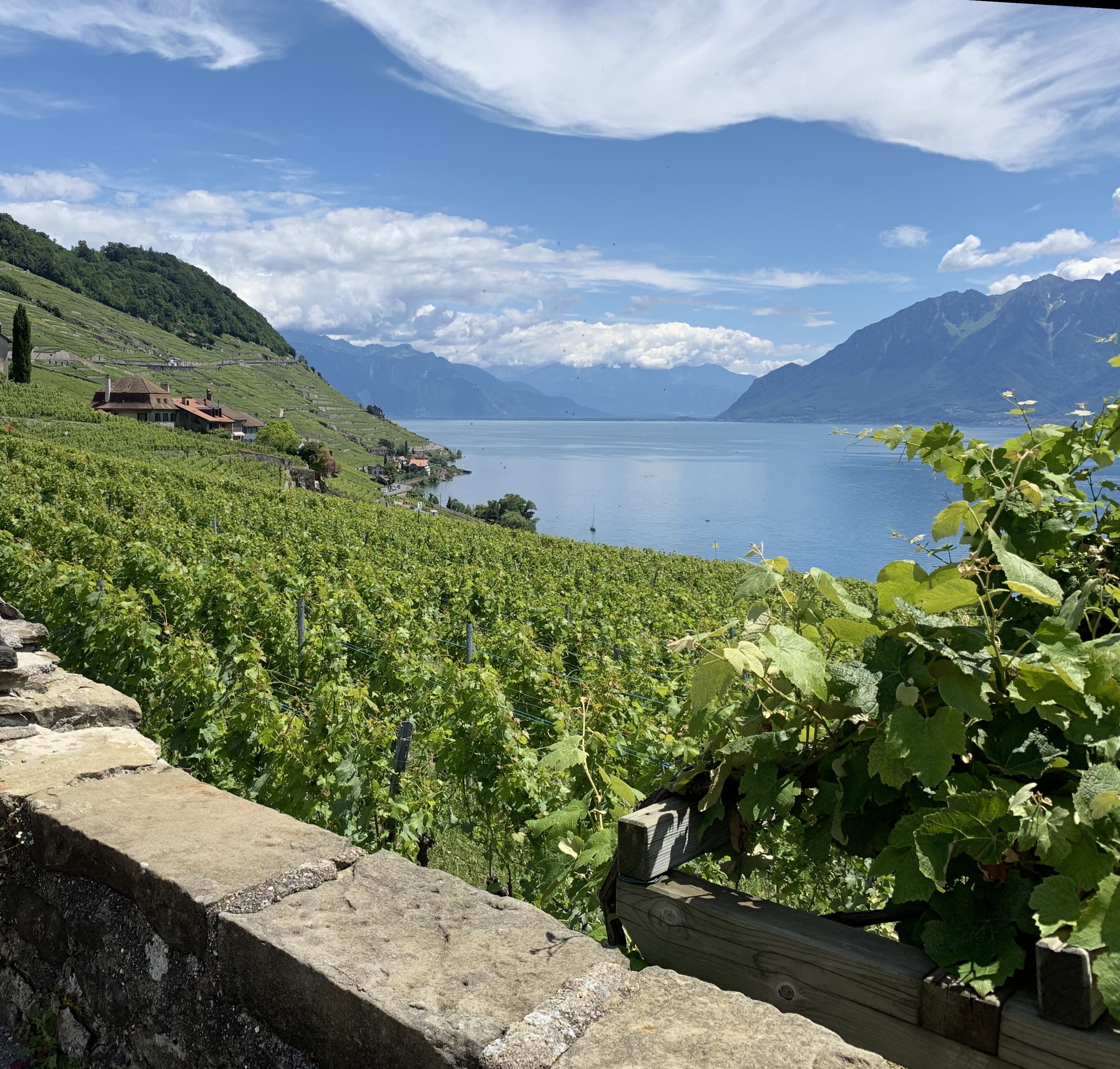 Vignoble Lavaux